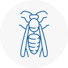 Oval Wasp Nest Removal